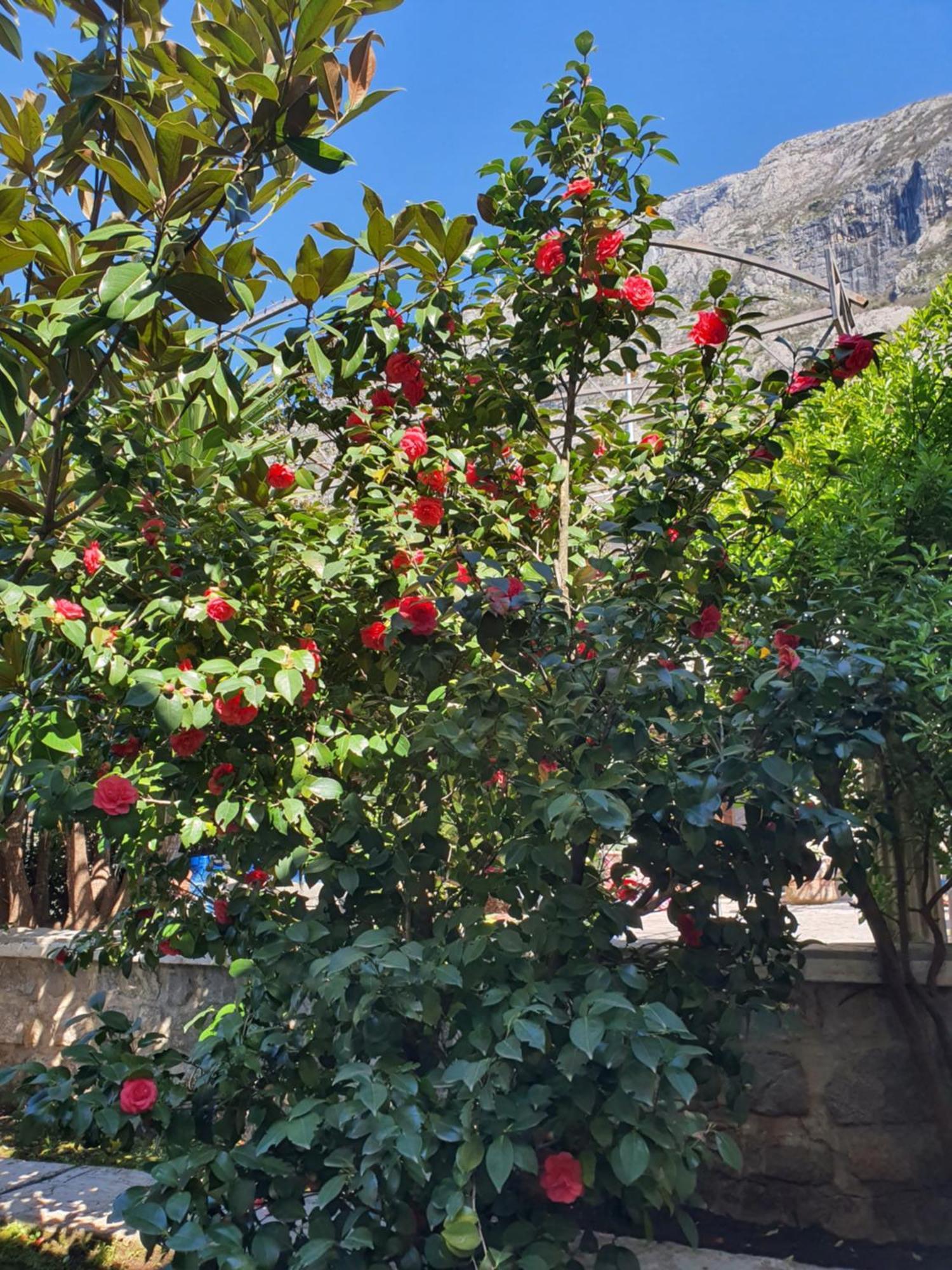 La Grande Apartments Kotor Eksteriør bilde